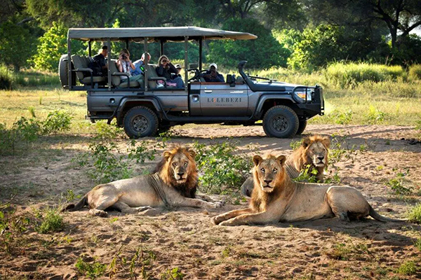 Lions seen during game drive