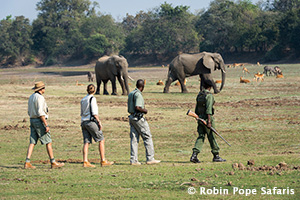 Luangwa Bush Camping and Walking Safari in South Luangwa National Park