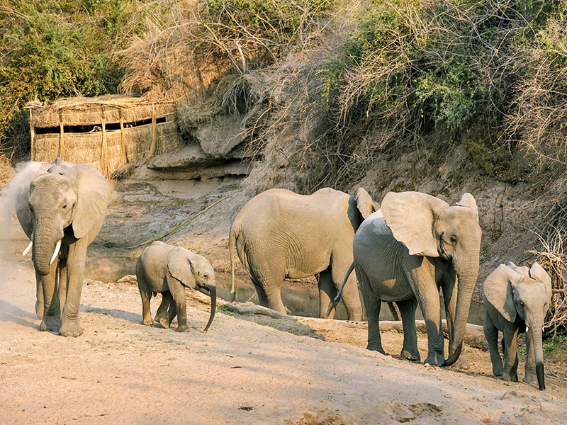 Hide at Mwamba Bush Camp