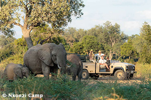 Game drive at Nkonzi Camp, South Luangwa National Park, Zambia