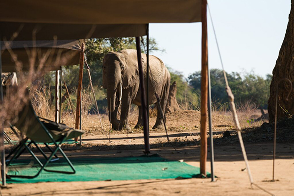 Elephants closed to our camp - Authentic Mana Pools Safari - Zimbabwe